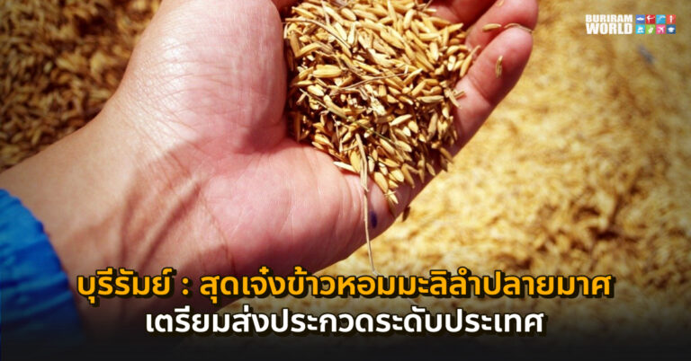 บุรีรัมย์ – เจ๋งเวอร์เบอร์ 1 ลำปลายมาศ ชนะเลิศข้าวหอมมะลิจังหวัด ส่งชิงระดับประเทศ